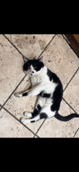 Lost Male Cat last seen Liberty Field road, San Antonio, TX 78254