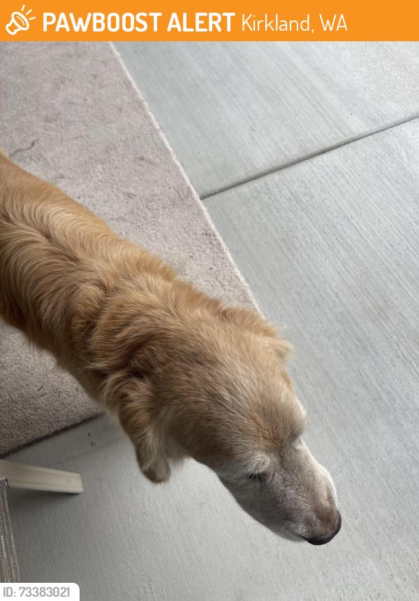 Found/Stray Unknown Dog last seen Near NE street Kirkland, Kirkland, WA 98033