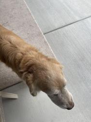 Found/Stray Unknown Dog last seen Near NE street Kirkland, Kirkland, WA 98033