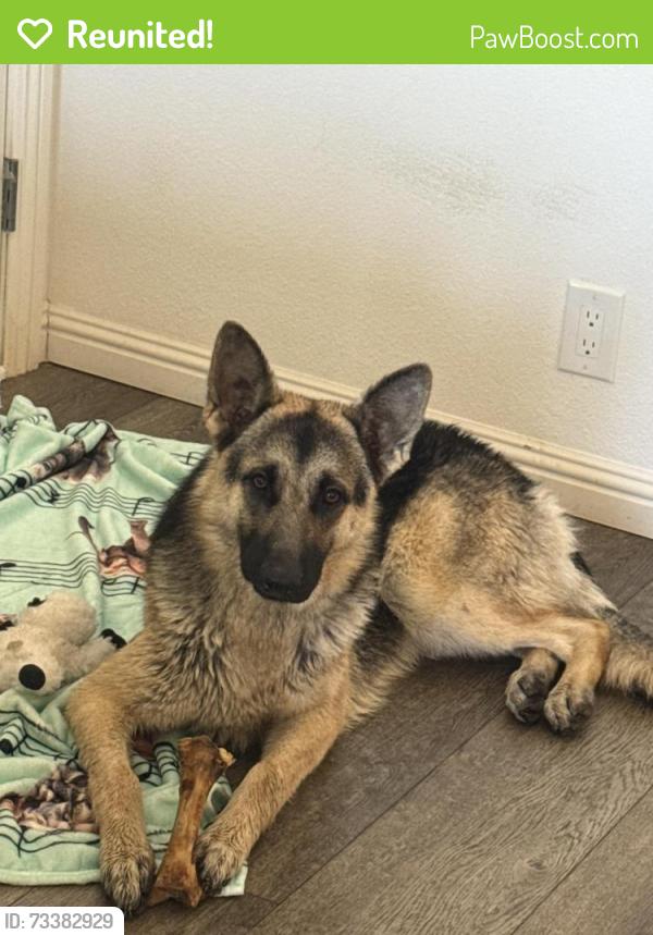 Reunited Female Dog last seen Koala and Mojave road, San Bernardino County, CA 92301