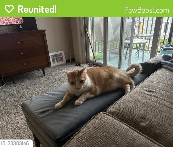 Reunited Male Cat last seen Chatsworth Ave, Larchmont, NY 10538