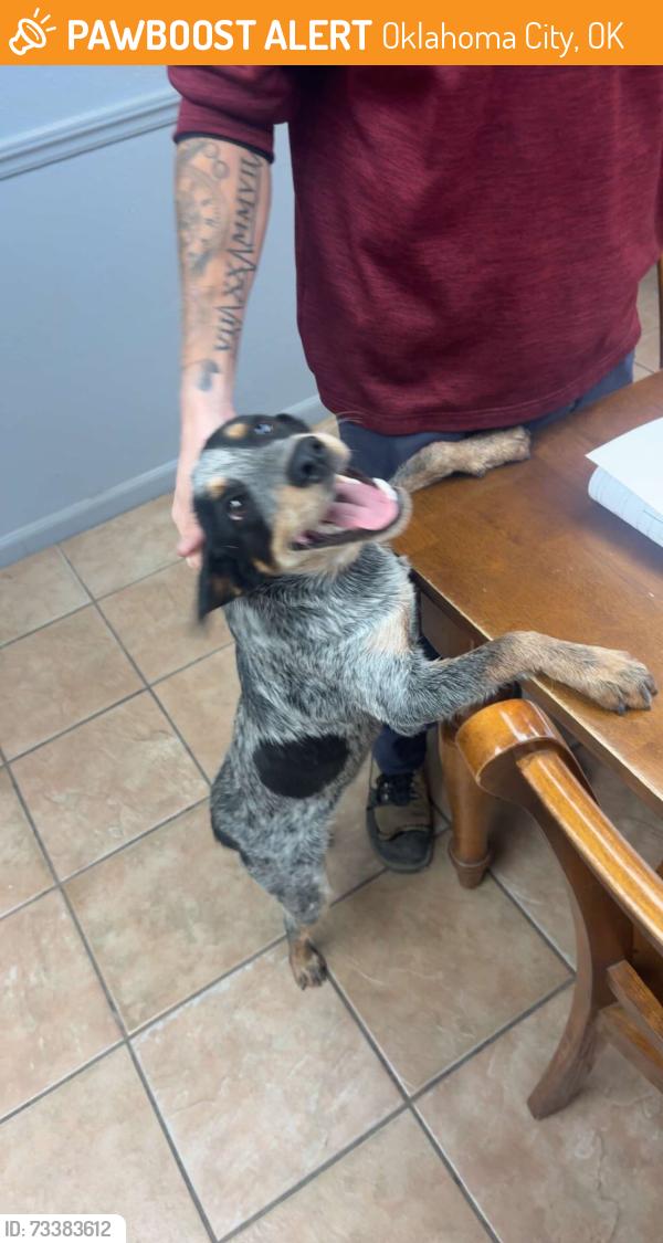 Found/Stray Female Dog last seen 44th and eastern, Oklahoma City, OK 73129