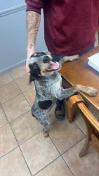 Found/Stray Female Dog last seen 44th and eastern, Oklahoma City, OK 73129