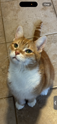 Lost Male Cat last seen Dawson and Mallet, Boston, MA 02124