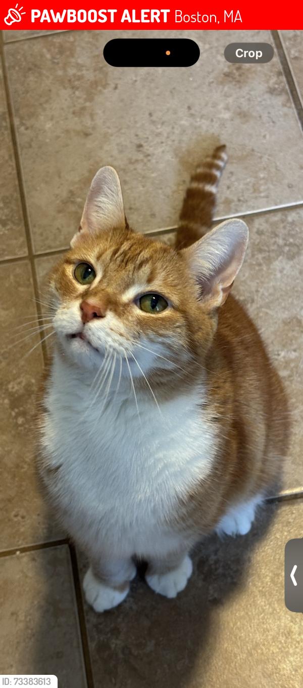 Lost Male Cat last seen Dawson and Mallet, Boston, MA 02124