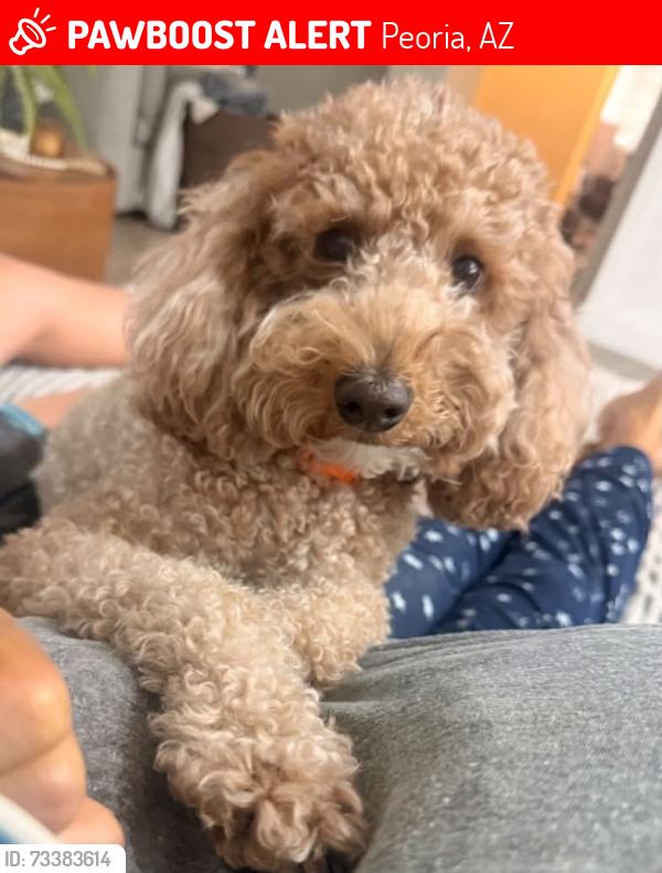 Lost Male Dog last seen Rock Springs neighborhood running towards desert near 83rd Ave., Peoria, AZ 85383