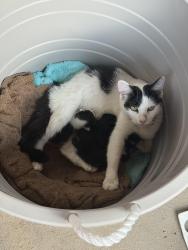Lost Female Cat last seen On North 2nd Street east newark and harrison., East Newark, NJ 07029