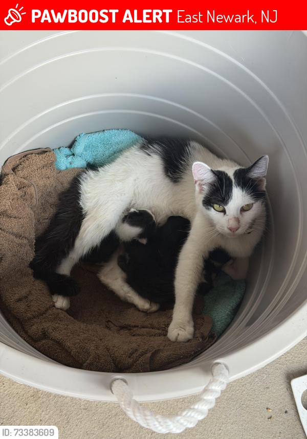 Lost Female Cat last seen On North 2nd Street east newark and harrison., East Newark, NJ 07029