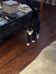 Lost Male Cat last seen Knob Creek Rd, Johnson City, TN 37601