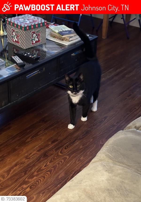 Lost Male Cat last seen Knob Creek Rd, Johnson City, TN 37601