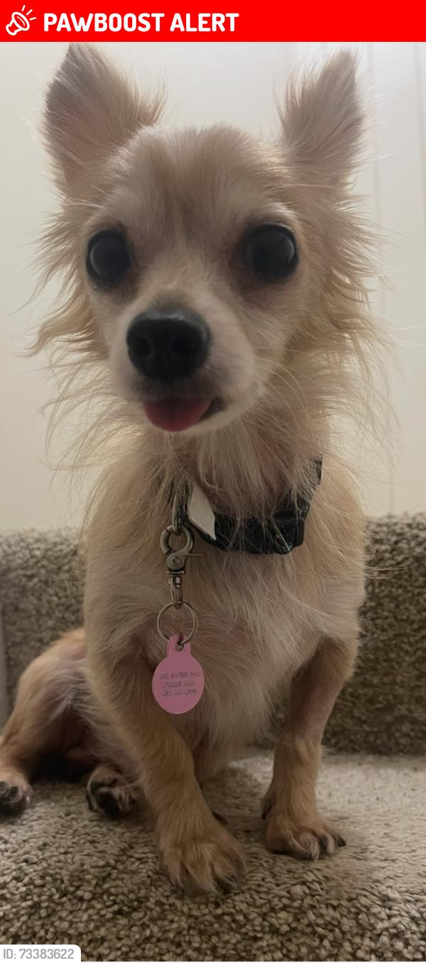 Lost Male Dog last seen balthaser rd, South Heidelberg Township, PA 19608