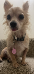 Lost Male Dog last seen balthaser rd, South Heidelberg Township, PA 19608