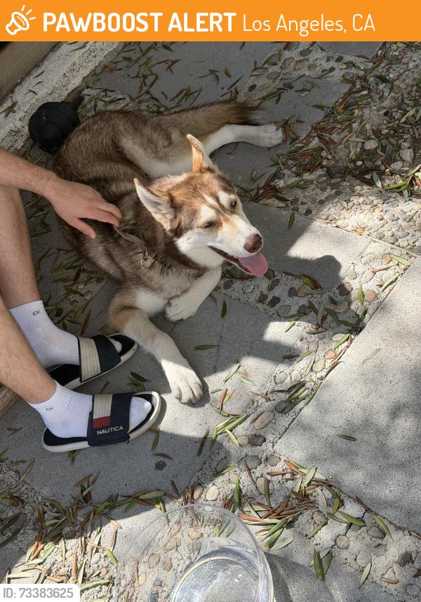Found/Stray Unknown Dog last seen Rose Ave, Los Angeles, CA 90291