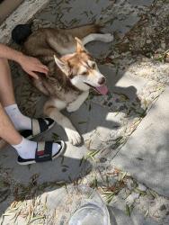 Found/Stray Unknown Dog last seen Rose Ave, Los Angeles, CA 90291