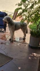 Reunited Unknown Dog last seen Petty & Robertson, Carmichael, CA 95608