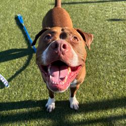 Shelter Stray Male Dog last seen , Animal Care & Control Team of Philly, 111 W Hunting Park Ave, Philadelphia, PA 19140, USA