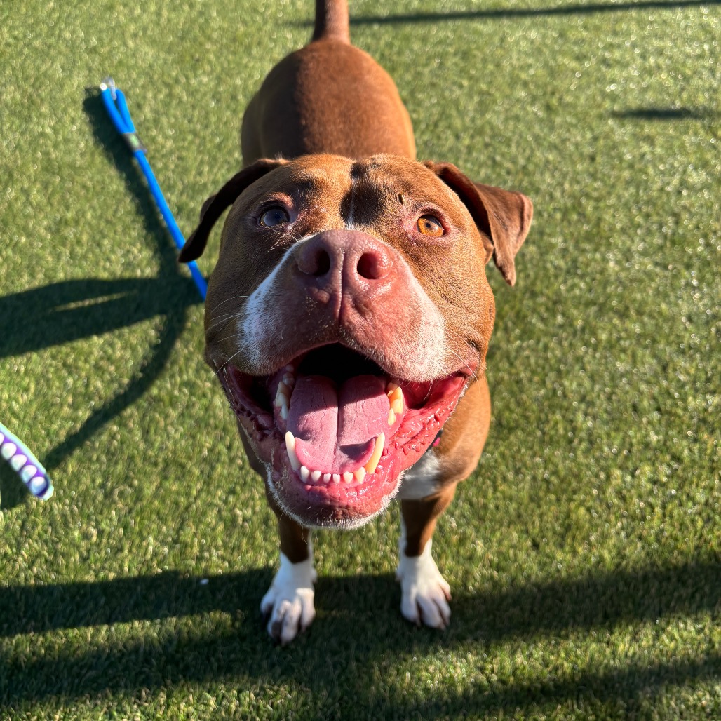 Shelter Stray Male Dog last seen , Animal Care & Control Team of Philly, 111 W Hunting Park Ave, Philadelphia, PA 19140, USA