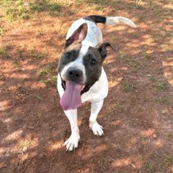 Shelter Stray Male Dog last seen , 328 Furman Hall Rd, Greenville, SC 29609, USA
