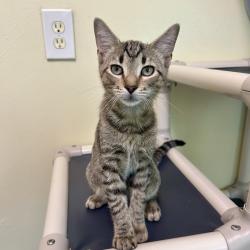 Shelter Stray Male Cat last seen , 8020 Washington St, Port Richey, FL 34668, USA