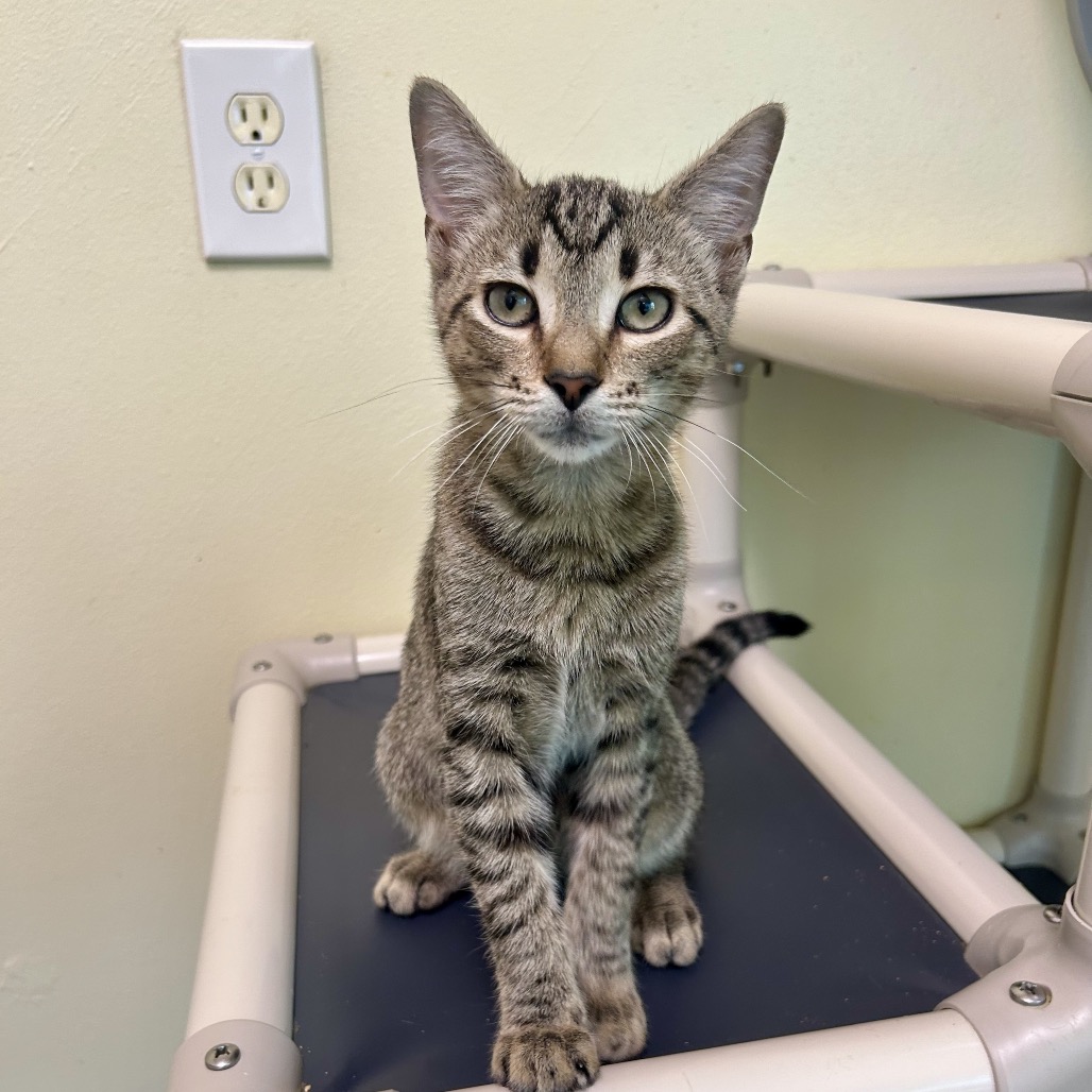 Shelter Stray Male Cat last seen , 8020 Washington St, Port Richey, FL 34668, USA