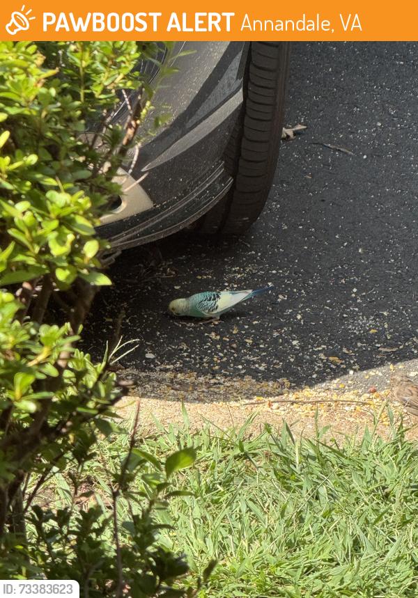 Found/Stray Unknown Bird last seen Americana Drive, Annandale, VA 22003