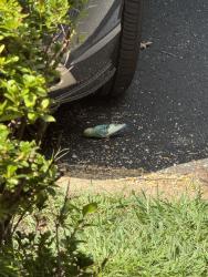 Found/Stray Unknown Bird last seen Americana Drive, Annandale, VA 22003