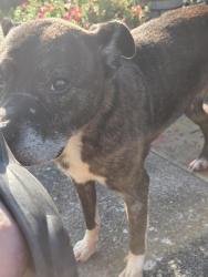 Found/Stray Female Dog last seen Top of the hill,behind the community center, Kingsport, TN 37665