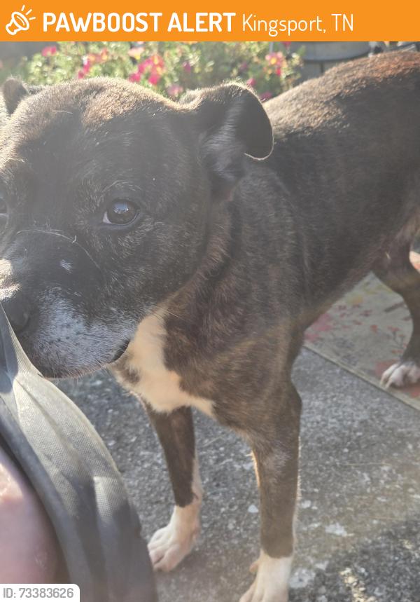 Found/Stray Female Dog last seen Top of the hill,behind the community center, Kingsport, TN 37665