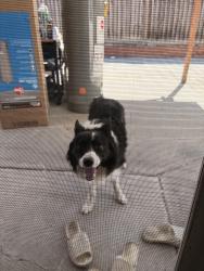 Reunited Unknown Dog last seen Bendmill Way, San Jose, CA 95121