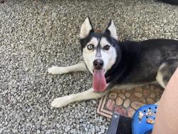 Found/Stray Female Dog last seen Davis Mill Rd and Hwy 62, Climax, NC 27233