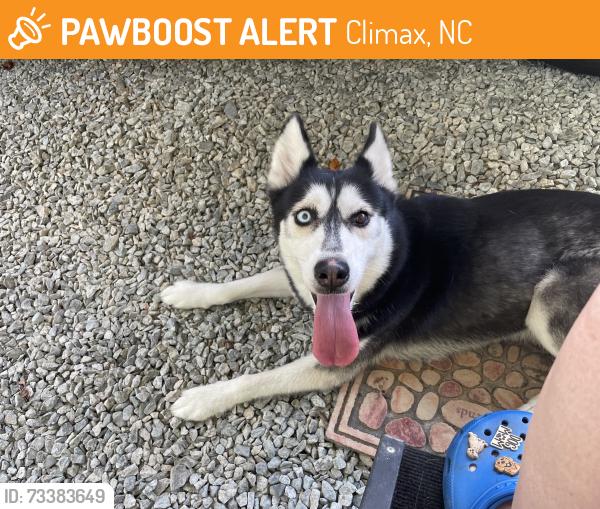 Found/Stray Female Dog last seen Davis Mill Rd and Hwy 62, Climax, NC 27233