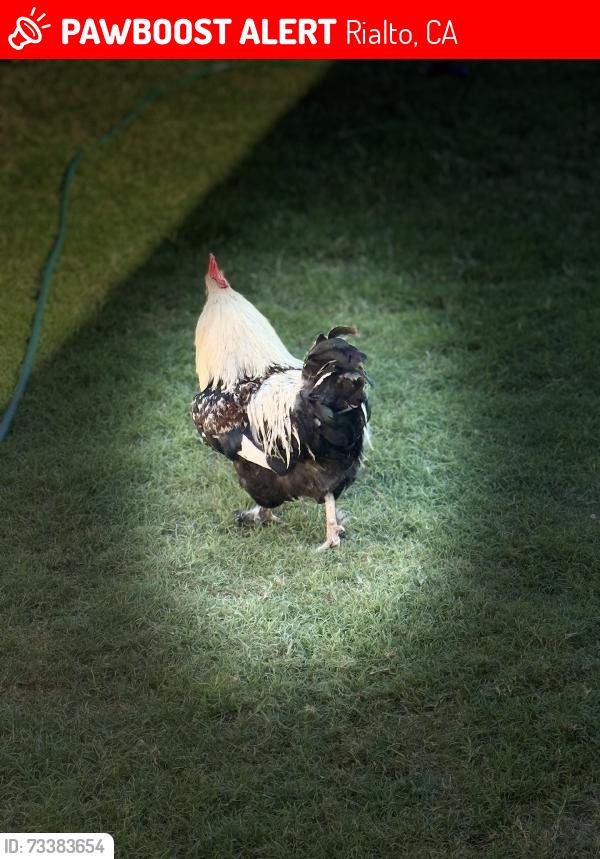 Lost Male Bird last seen Baseline, Rialto, CA 92376