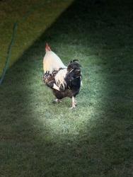 Lost Male Bird last seen Baseline, Rialto, CA 92376