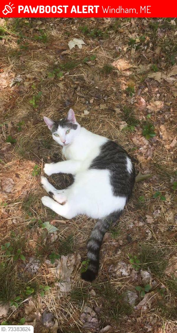 Lost Male Cat last seen Pope rd, Windham, ME 04062
