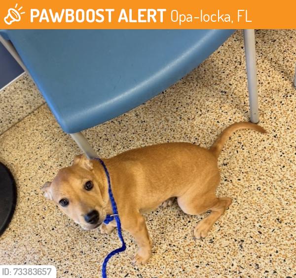 Found/Stray Female Dog last seen Near street NW 19 Ave busy street near a funeral home, Opa-locka, FL 33147
