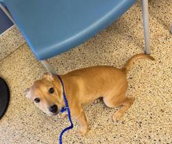 Found/Stray Female Dog last seen Near street NW 19 Ave busy street near a funeral home, Opa-locka, FL 33147