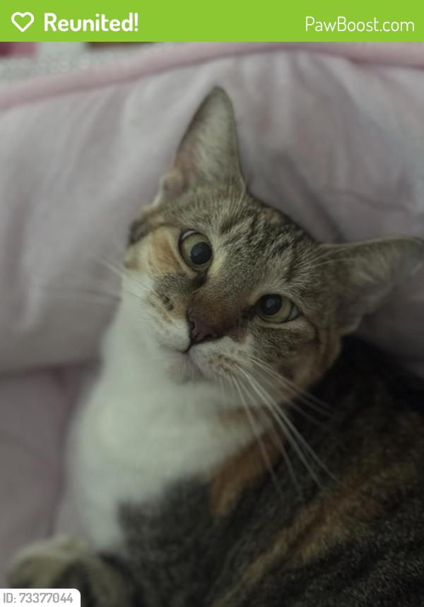 Reunited Female Cat last seen Near sw 12th ct Fort Lauderdale, Fort Lauderdale, FL 33315