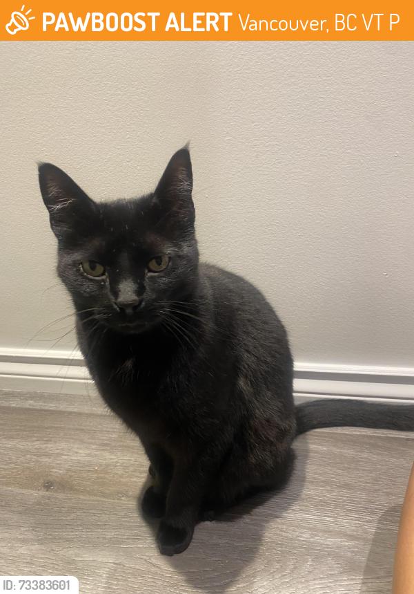 Found/Stray Unknown Cat last seen prince albert and 7th, Vancouver, BC V5T 1P4