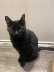 Found/Stray Unknown Cat last seen prince albert and 7th, Vancouver, BC V5T 1P4