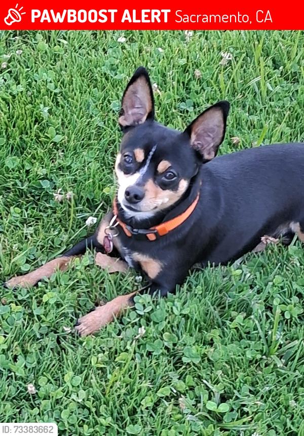 Lost Male Dog last seen 7th st down town sacramento, Sacramento, CA 95814