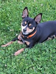Lost Male Dog last seen 7th st down town sacramento, Sacramento, CA 95814