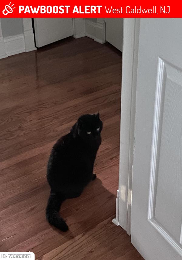 Lost Female Cat last seen Beechtree dr, West Caldwell, NJ 07006