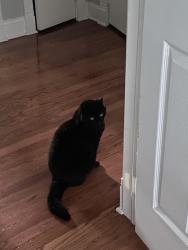 Lost Female Cat last seen Beechtree dr, West Caldwell, NJ 07006