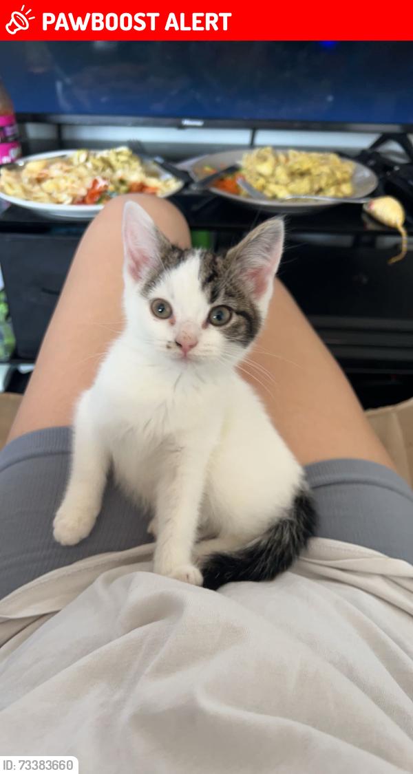 Lost Female Cat last seen Tesco, Compton acres round about, West Bridgford, England 