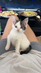 Lost Female Cat last seen Tesco, Compton acres round about, West Bridgford, England 