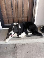 Reunited Unknown Dog last seen Umbarger and McLaughlin, San Jose, CA 95121
