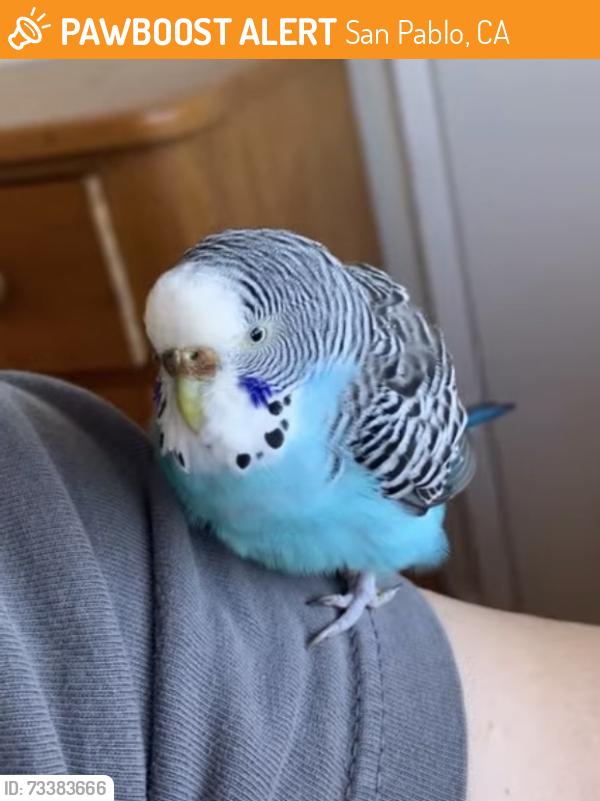 Found/Stray Unknown Bird last seen Hillcrest Road and Bayo Vista, San Pablo, CA 94806