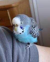 Found/Stray Unknown Bird last seen Hillcrest Road and Bayo Vista, San Pablo, CA 94806