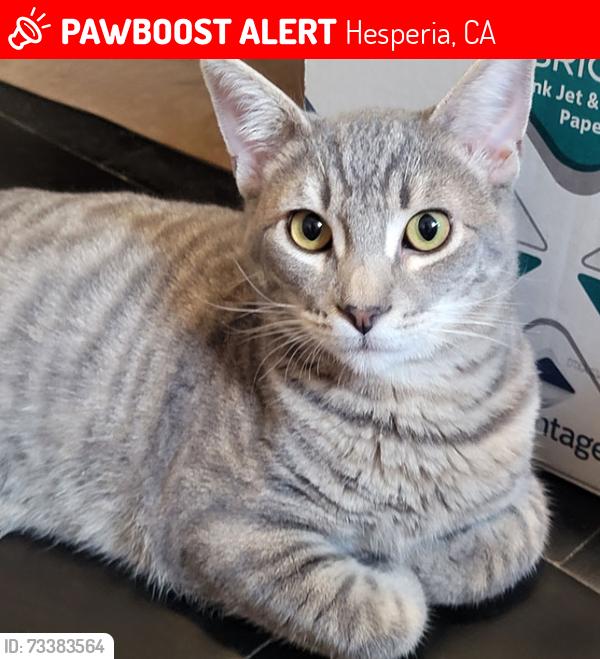 Lost Male Cat last seen Hickory and Muscatel Streets, Hesperia, CA 92345