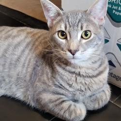 Lost Male Cat last seen Hickory and Muscatel Streets, Hesperia, CA 92345